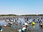 海の公園の潮干狩り