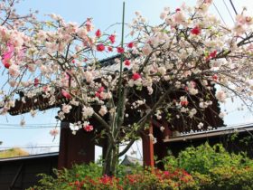 横浜市内でお花見ができる公園