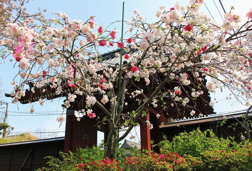 横浜市内でお花見ができる公園