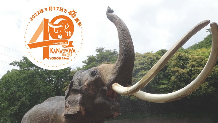 金沢動物園40周年プロジェクト