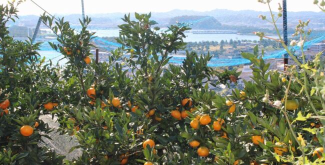 横浜 金沢区 2025年11月イベント情報