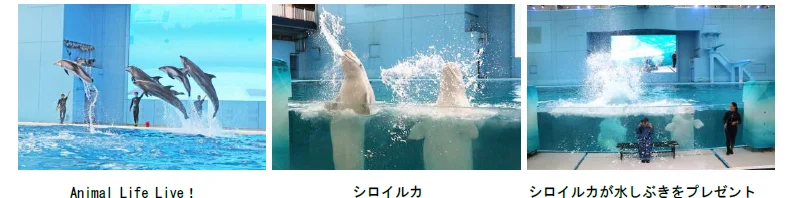 「Animal Life Live!」横浜・八景島シーパラダイス