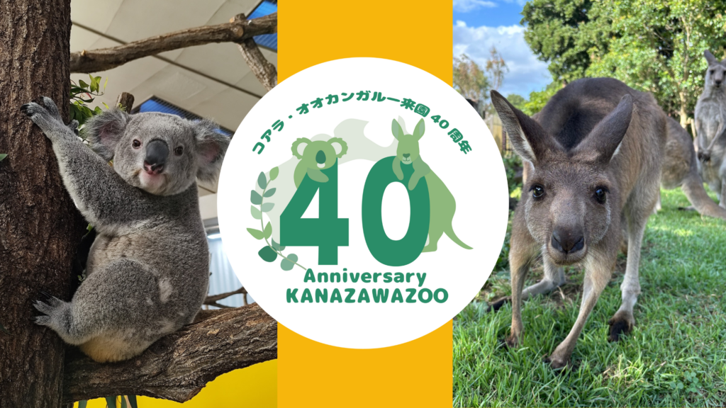 金沢動物園でコアラ・オオカンガルー来園40周年イベント開催!写真展や特別ガイドも