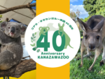 金沢動物園でコアラ・オオカンガルー来園40周年イベント開催！写真展や特別ガイドも