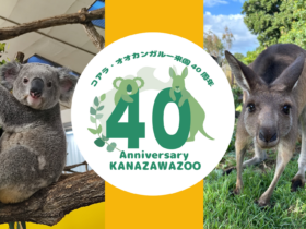 金沢動物園でコアラ・オオカンガルー来園40周年イベント開催！写真展や特別ガイドも