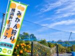 横浜・金沢区の柴シーサイドファームでみかん狩り！10月下旬から秋の収穫体験